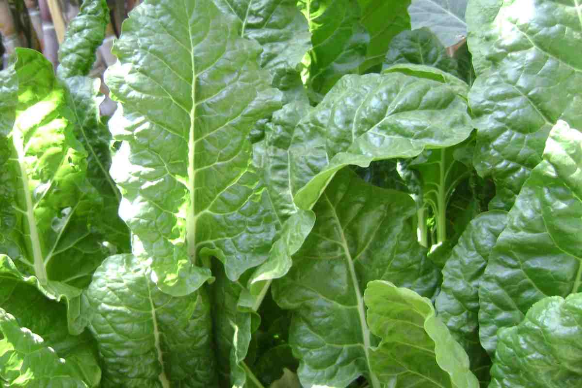 Spinaci ecco la ricetta perfetta